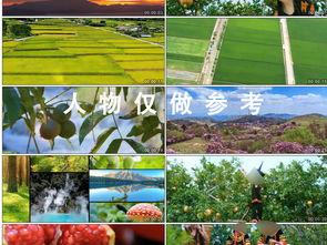 石榴种植视频,从播种到收获的精彩瞬间