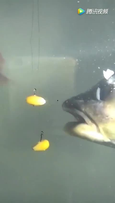 鱼上钩视频