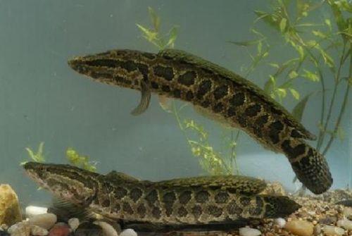 黑鱼炸水视频,揭秘水下生物的神奇生存技能