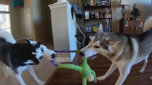 哈士奇比赛视频,哈士奇速度与激情的竞技瞬间