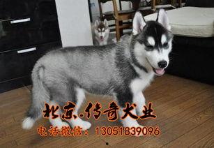 哈士奇比赛视频,哈士奇速度与激情的竞技瞬间