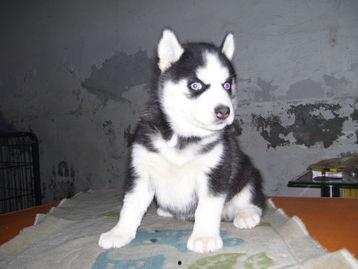 哈士奇比赛视频,哈士奇速度与激情的竞技瞬间