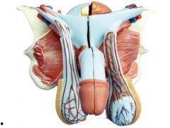 男人外生殖器视频