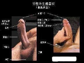 男人外生殖器视频
