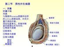 男人外生殖器视频