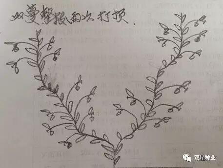 大棚甜瓜整枝技术视频,大棚甜瓜高效整枝技术要点解析