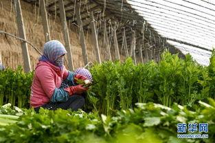 种植蔬菜视频,从播种到收获的全程指导