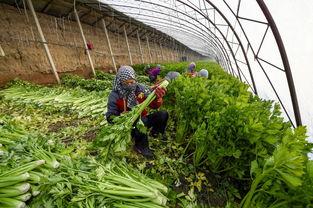 种植蔬菜视频,从播种到收获的全程指导