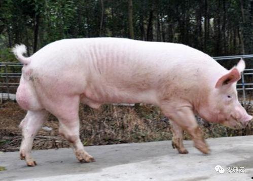 怎么养好母猪视频,视频教程深度解析