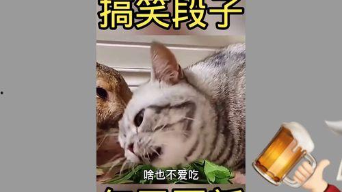 幽默搞笑小视频,笑点满满！搞笑小视频带你领略欢乐时光